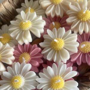 daisy flower image